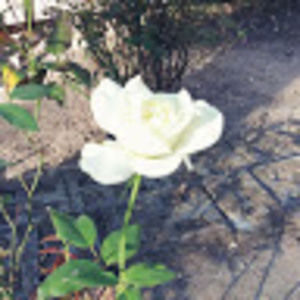 Meet your Posher, Ethan